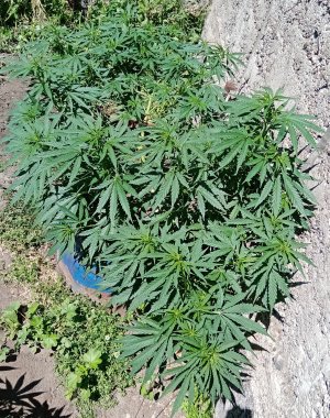 боч.jpg боч.jpg