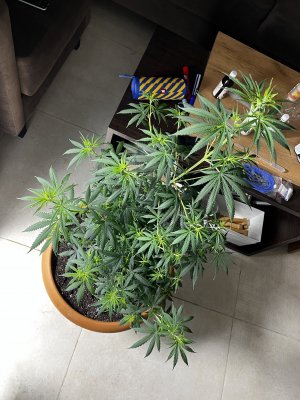 3DBCCF9F-DC8B-47DA-BEFD-AA3C38BE4513.jpeg 3DBCCF9F-DC8B-47DA-BEFD-AA3C38BE4513.jpeg