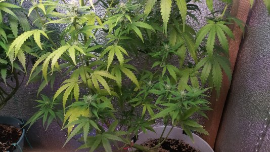 IMG_20220719_082632.jpg IMG_20220719_082632.jpg