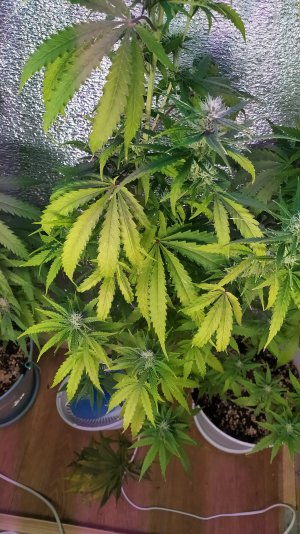 IMG_20220719_082625.jpg IMG_20220719_082625.jpg