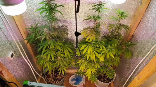 IMG_20220719_082619.jpg IMG_20220719_082619.jpg