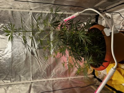 3C1C7D10-FA77-45F7-B59C-B784A9367371.jpeg 3C1C7D10-FA77-45F7-B59C-B784A9367371.jpeg