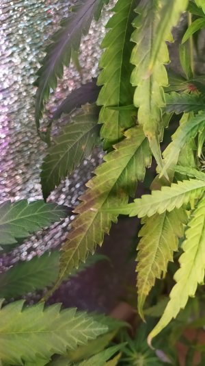 IMG_20220719_213100.jpg IMG_20220719_213100.jpg