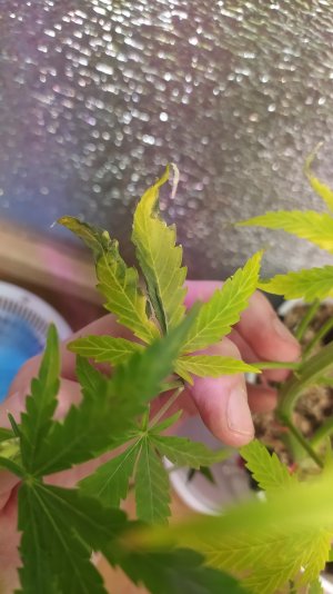 IMG_20220719_212938.jpg IMG_20220719_212938.jpg