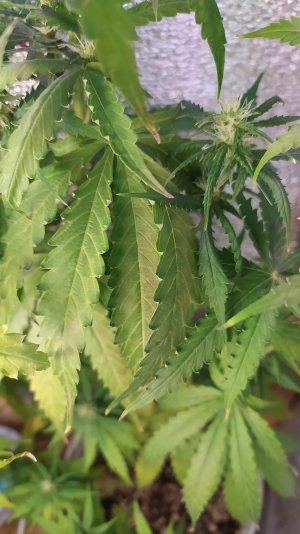 IMG_20220719_212914.jpg IMG_20220719_212914.jpg