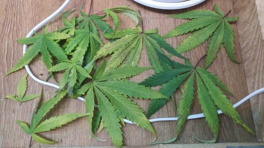 IMG_20220720_014224.jpg IMG_20220720_014224.jpg