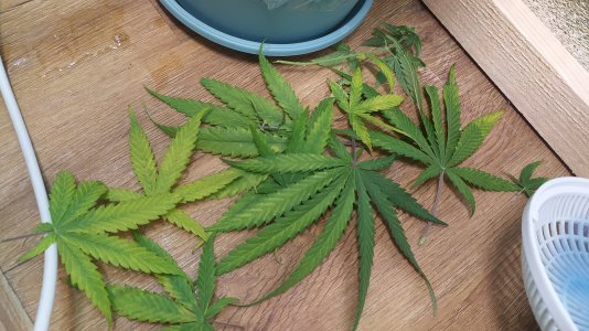 IMG_20220720_014249.jpg IMG_20220720_014249.jpg