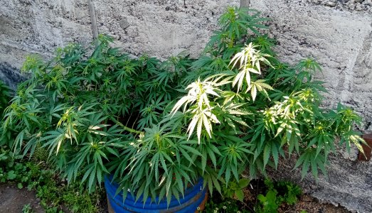 боч.jpg боч.jpg