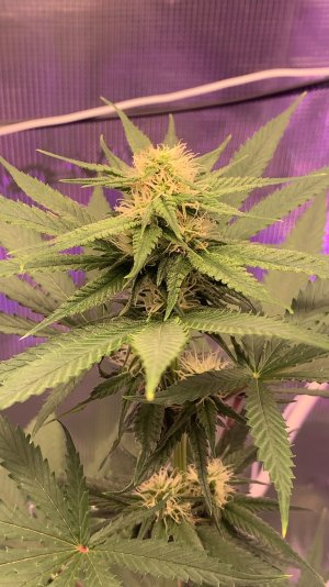 После кастрации.2.jpg