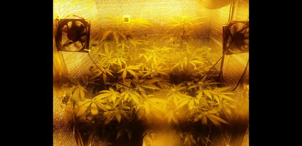 Слева лемон справа кали.jpg