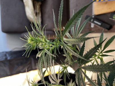 D538CE7F-2EA5-4543-AC8D-86ABD0492E8F.jpeg D538CE7F-2EA5-4543-AC8D-86ABD0492E8F.jpeg