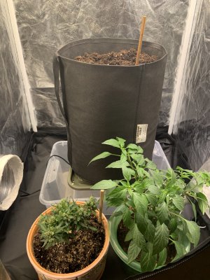 519673A9-1437-4D41-B5B8-E11376A4C96B.jpeg 519673A9-1437-4D41-B5B8-E11376A4C96B.jpeg