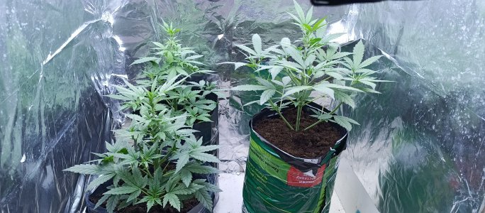 IMG_20220725_213503_836.jpg IMG_20220725_213503_836.jpg