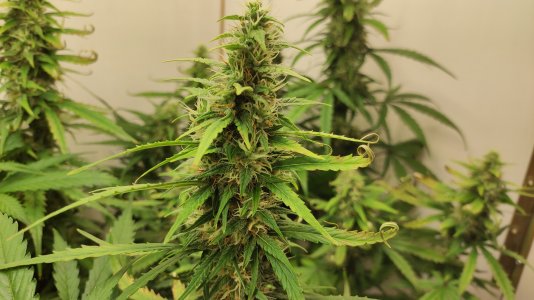 IMG_20220726_073604.jpg IMG_20220726_073604.jpg