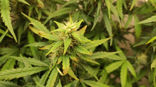 IMG_20220726_073633.jpg IMG_20220726_073633.jpg