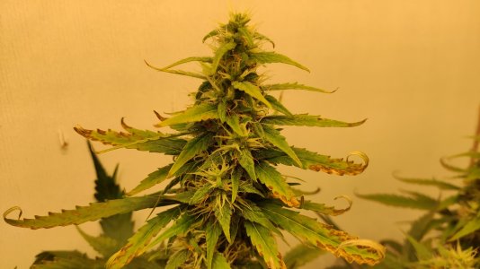 IMG_20220726_073622.jpg IMG_20220726_073622.jpg