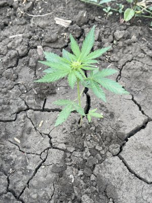 B1BBCD4B-226A-46B4-8644-B36777E21C77.jpeg B1BBCD4B-226A-46B4-8644-B36777E21C77.jpeg