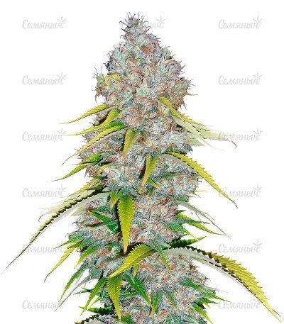 sort_Excalibur.jpg sort_Excalibur.jpg