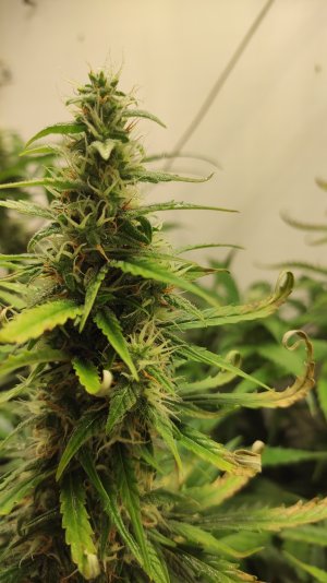 IMG_20220726_200957 — копия.jpg IMG_20220726_200957 — копия.jpg