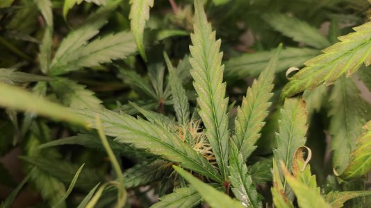 IMG_20220726_201349 — копия.jpg IMG_20220726_201349 — копия.jpg