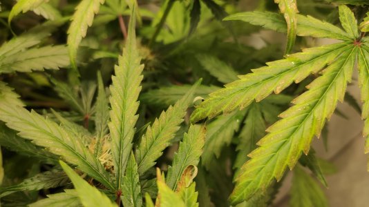 IMG_20220726_201356 — копия.jpg IMG_20220726_201356 — копия.jpg