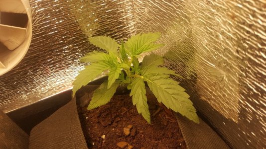 Карамелька 28,07.jpg