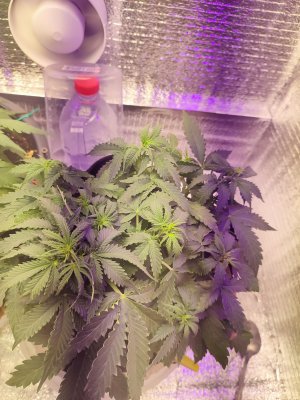 IMG_20220729_123806.jpg IMG_20220729_123806.jpg