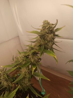 1659122211763.jpg 1659122211763.jpg