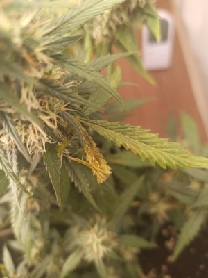 1659122211731.jpg 1659122211731.jpg