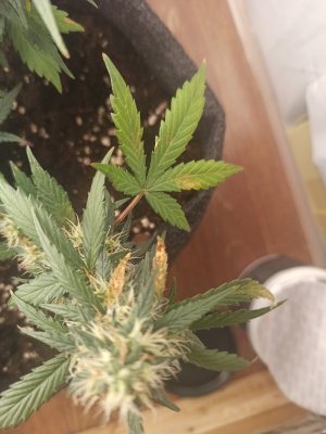 1659122211739.jpg 1659122211739.jpg