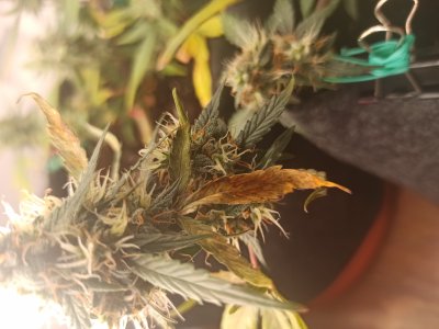 1659122211744.jpg 1659122211744.jpg