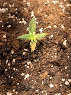 IMG_5036.jpg IMG_5036.jpg