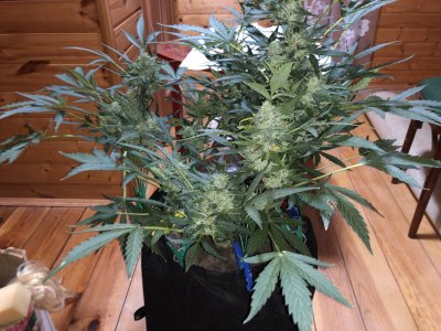 IMG_5588.jpg IMG_5588.jpg