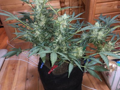 IMG_5589.jpg IMG_5589.jpg