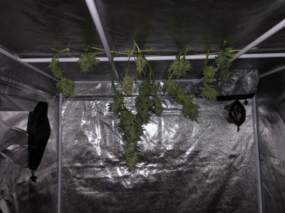 IMG_5594.jpg IMG_5594.jpg