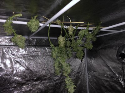 IMG_5596.jpg IMG_5596.jpg