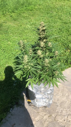 43ECC1B1-6AB8-4137-8B70-A242C547B77B.jpeg 43ECC1B1-6AB8-4137-8B70-A242C547B77B.jpeg