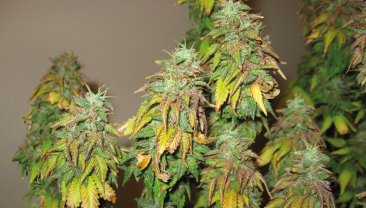 a6fa3afce6ef1e2945395 (1).png