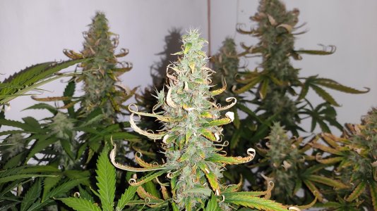 IMG_20220803_002404 — копия.jpg IMG_20220803_002404 — копия.jpg