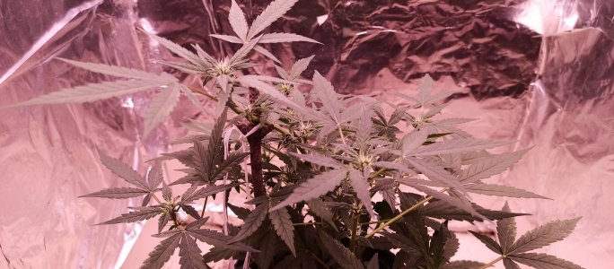 IMG_20220803_155903_361.jpg IMG_20220803_155903_361.jpg