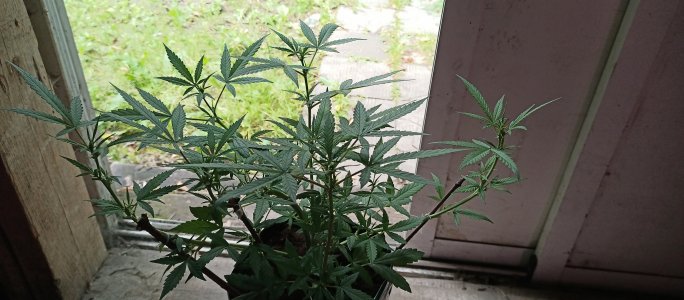 IMG_20220803_155136_244.jpg IMG_20220803_155136_244.jpg