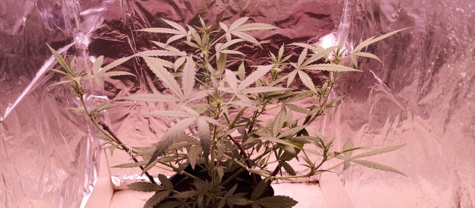 IMG_20220803_155923_693.jpg IMG_20220803_155923_693.jpg