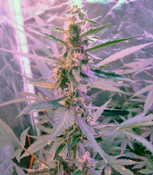 1659535752170.png 1659535752170.png