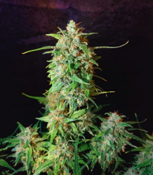 1659536906660.png 1659536906660.png