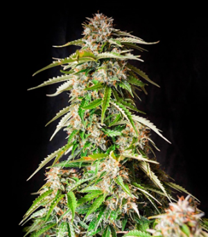 1659536913128.png 1659536913128.png