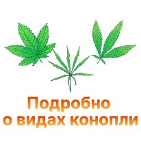 17-Podrobno o vidah konopli-100.jpg