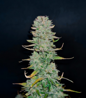 1659550230417.png 1659550230417.png