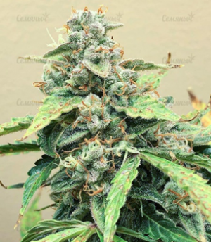 1659551404172.png 1659551404172.png