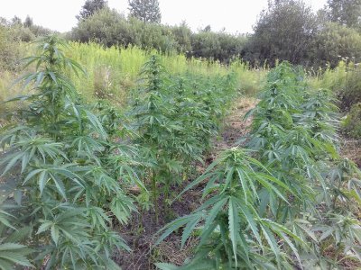 20160609_021108.jpg 20160609_021108.jpg