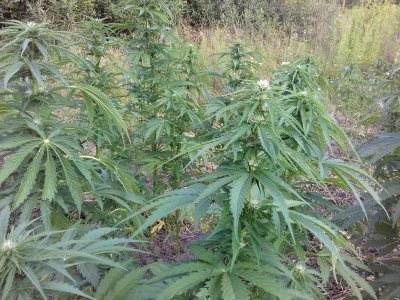 20160609_021242.jpg 20160609_021242.jpg